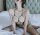 Midnight Embrace Fishnet Bodystocking – Großmaschiger Netz-Catsuit mit Neckholder & ouvert Schritt, XS–L