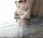 Arctic Petal Straps Bodystocking – Weißer Netz Catsuit mit Lace Up Front, Straps Optik & ouvert Schritt, One Size XS–L bis ca. 70 kg