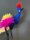 Exotic Peacock Mens String – Bunter Herren-String mit extravagantem Design, S-L